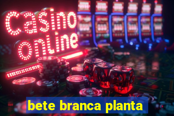 bete branca planta